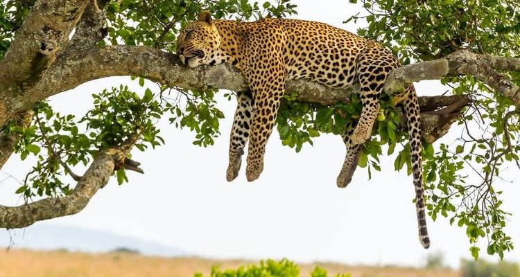 Safari económico en Tanzania - 5 días - Serengeti African Tours 8