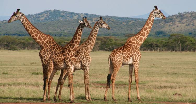 Groupe de girafes dans la savane avec des collines en arrière-plan.