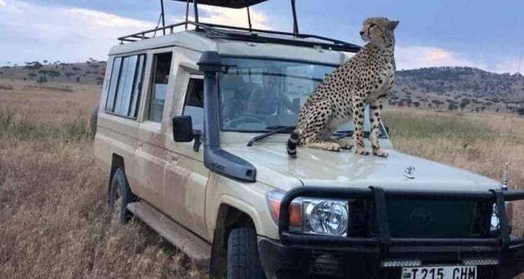 Guépard assis sur le toit d'un véhicule de safari dans la savane.