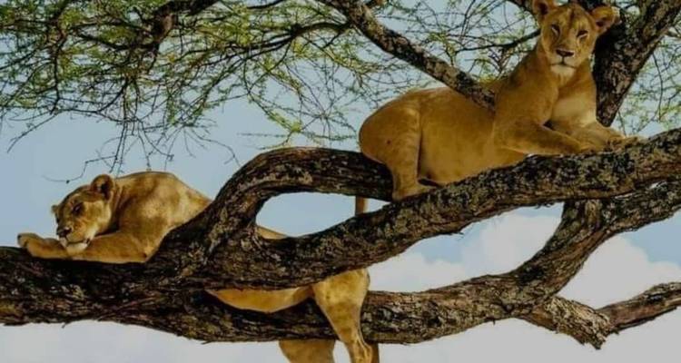Deux lions se reposant sur une branche d'arbre.