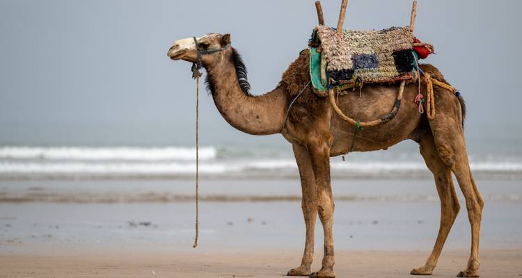 Circuit de 11 jours au Maroc depuis Casablanca via le désert du Sahara - Tilila Travel 10
