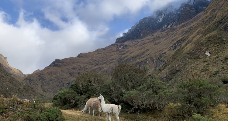 Deux lamas broutant dans un paysage montagneux.