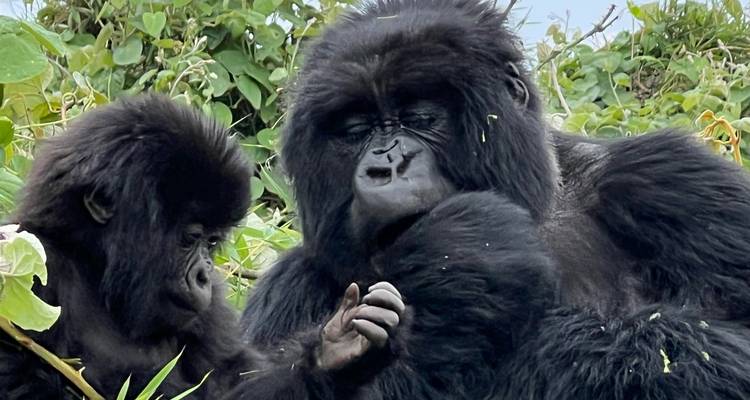 Two gorillas sitting among greenery.