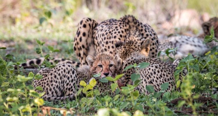 Safari en Lodge en Tanzanie - 6 jours - Serengeti African Tours 10