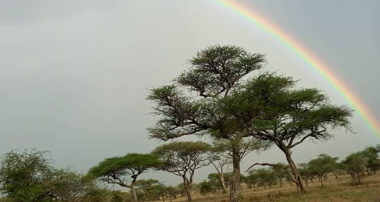 Safari en Lodge en Tanzanie - 6 jours - Serengeti African Tours 8