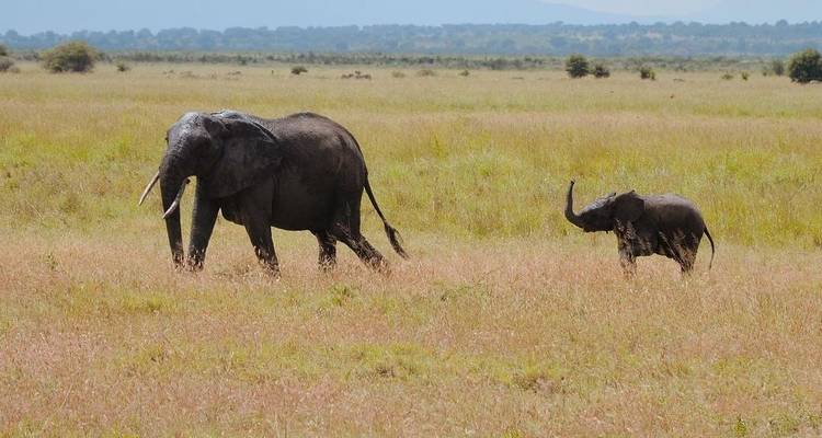 Safari en Lodge en Tanzanie - 6 jours - Serengeti African Tours 6