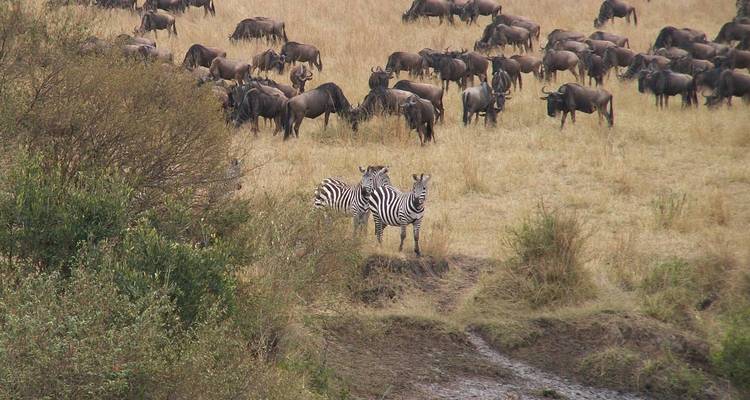 Big Five Tanzania Camping Safari - Tarangire, parc national du Serengeti et zone de conservation du Ngorongoro - tous les hébergements et transports sont inclus  - 5 jours - Spider Tours and Safaris 8