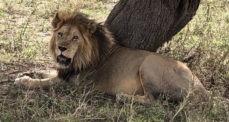 Leeuw die rust onder een boom in een grasrijk gebied.