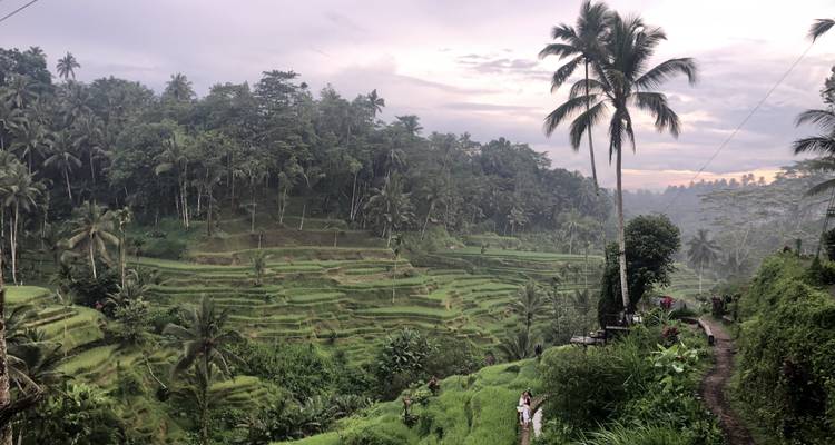 Rizières en terrasses verdoyantes et palmiers.