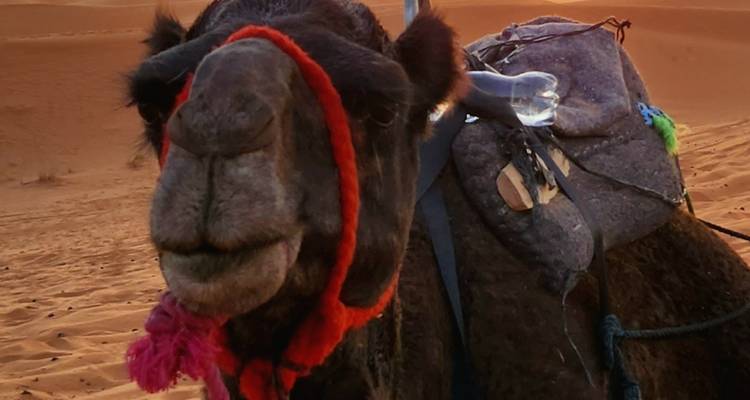 4 Days / 3 Nights Sahara Experience - Morocco Joy Travel 6
