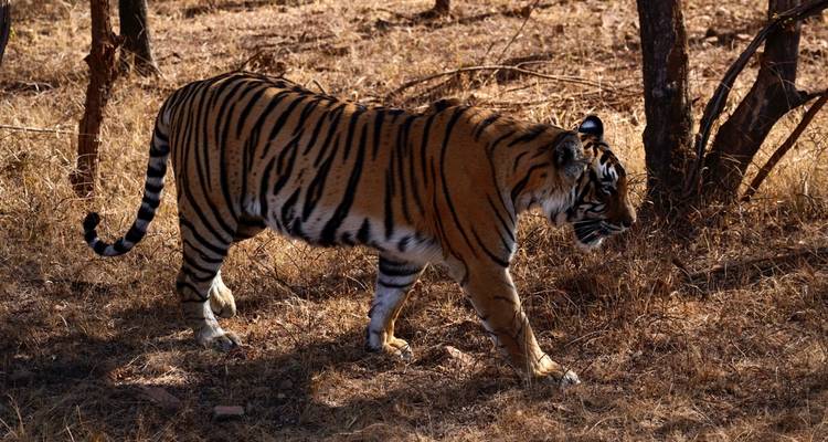 Golden Triangle Tour with Ranthambore - Agra Taj Visit 2