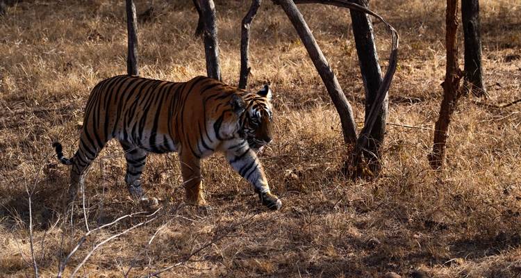 Golden Triangle Tour with Ranthambore - Agra Taj Visit 4