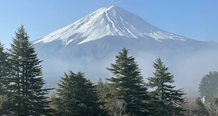 Le mont Fuji derrière des pins.