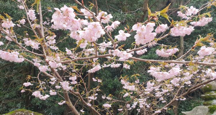 Fleurs de cerisier en pleine floraison sur les arbres.