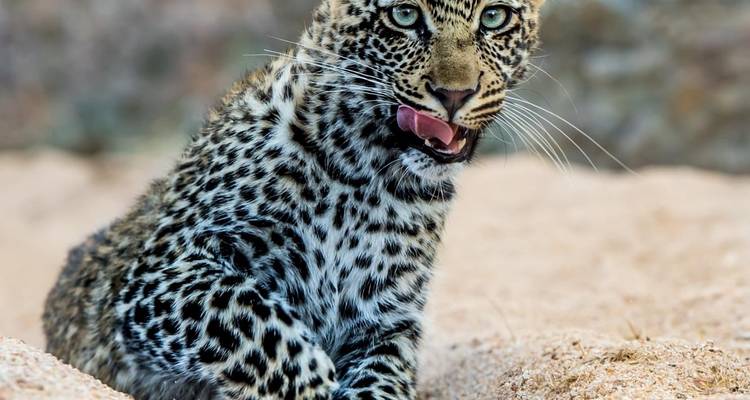 Un leopardo con pelaje manchado sentado sobre rocas.