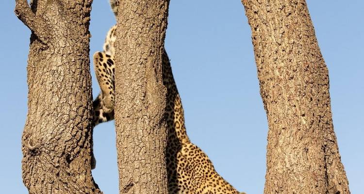 Un leopardo trepando entre troncos de árboles.