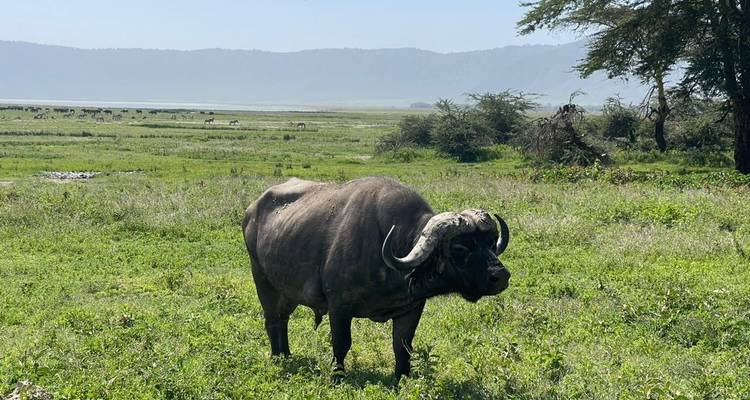 Safari en Lodge en Tanzanie - 6 jours - Serengeti African Tours 1