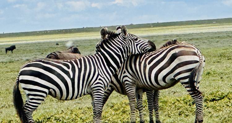 Two zebras nuzzling in a grassy field.
