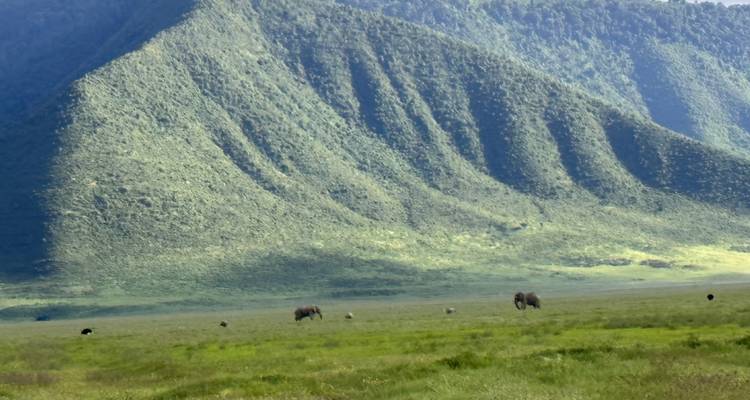 Elephants roaming in a wide, grassy plain with hills.