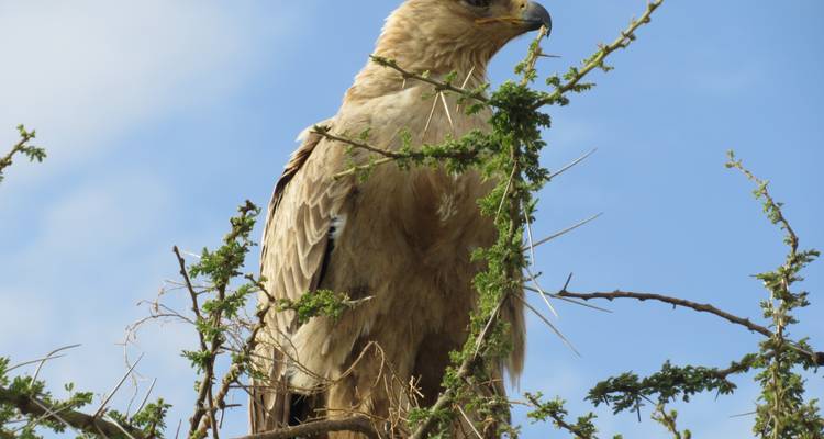 Aigle perché sur une branche épineuse