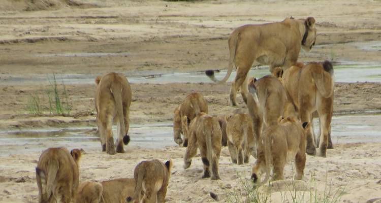 Fierté de lions marchant ensemble