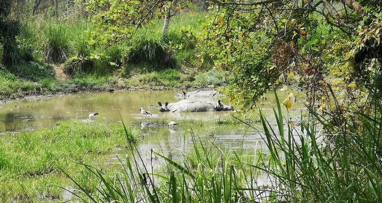 Rhino basking in a marshy waterhole with green foliage.