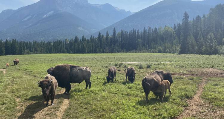 Best hikes in the Canadian Rockies  Intrepid Travel Blog - The Journal