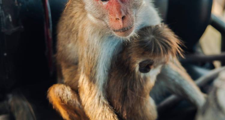 Gros plan d'un singe avec un bébé sur son dos.