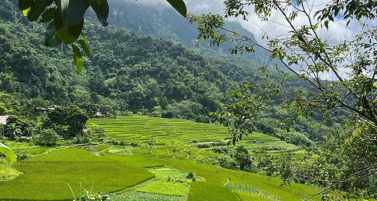 Lush green rice terraces in a mountainous area.