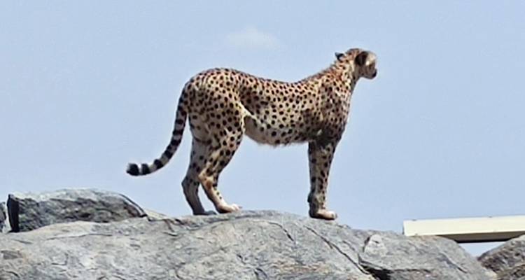 Jachtluipaard staand op een rots, turend in de verte.