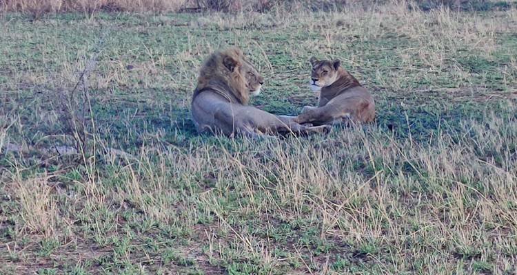 Luxury Migration Safari in November and December in Tanzania (HerdTracker)  (11 days)