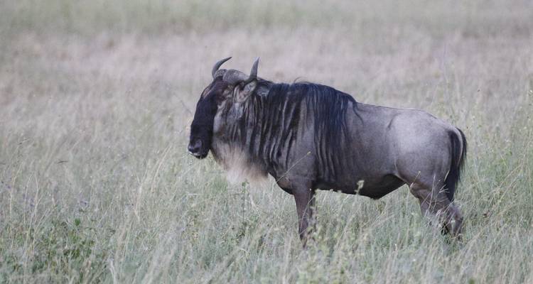 Safari Clásico de los Cinco Grandes en Tanzania **Viaje con Enfoque Sostenible - World Adventure Tours 8