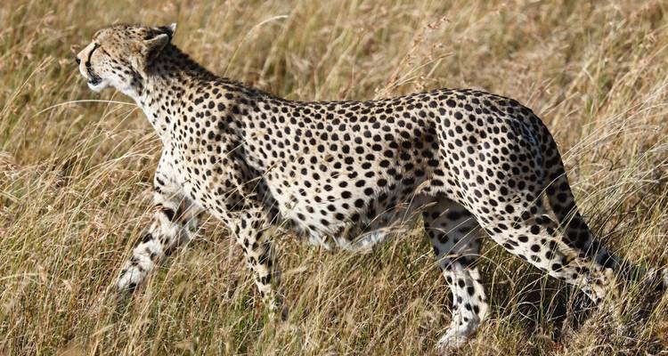 Safari Clásico de los Cinco Grandes en Tanzania **Viaje con Enfoque Sostenible - World Adventure Tours 3