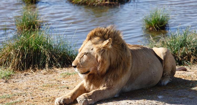 Safari Clásico de los Cinco Grandes en Tanzania **Viaje con Enfoque Sostenible - World Adventure Tours 6