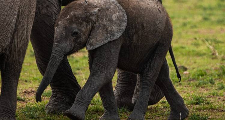 Recorridos económicos de 6 días por Kenia (con noche gratis en un hotel de Nairobi) - Bonvoyage Kenya Safaris 1