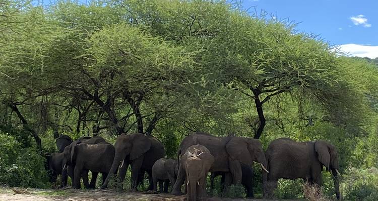 Lo mejor de Tanzania paquete de safari de lujo de 9 días - Zara Tours (Zara Tanzania Adventures) 10