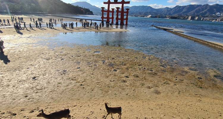 Ruta Dorada de Japón con Hiroshima 2025 - Tomato Travel 8
