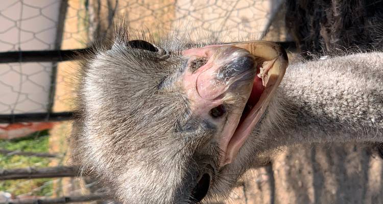 5 day Best of South Africa Highlights: Garden Route with Addo National ...