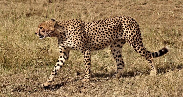 Safari Privado de 4 Días por Tanzania -  Travel Africa Safari Agency 3