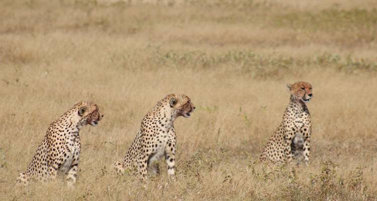 Safari Privado de 4 Días por Tanzania -  Travel Africa Safari Agency 6