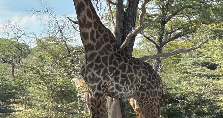 Tanzania e isla de Zanzíbar: safari Africano, Construcción de Escuelas y Educación, Nadar con delfines - GIVE Volunteers 3