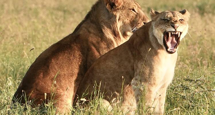 16 Days Kenya and Tanzania mid range driving Safari Holiday - CKC Tours & Travel 4