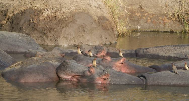 16 Days Kenya and Tanzania mid range driving Safari Holiday - CKC Tours & Travel 7