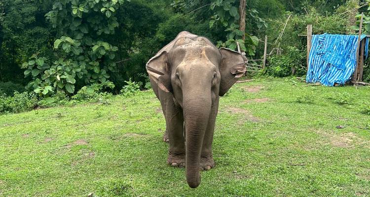 Tribus des collines du nord de la Thaïlande : Conservation de l'environnement, éducation et Treks à dos d'éléphant - GIVE Volunteers 6