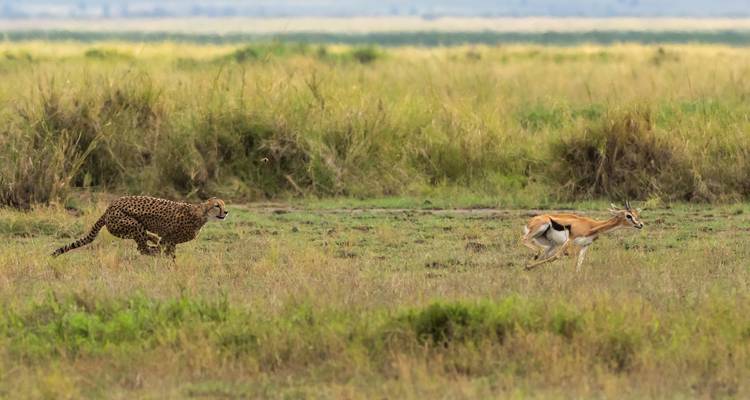 Safari de 2 días con pernoctación en el Parque Nacional de Amboseli - salida diaria garantizada - Gracepatt Ecotours Kenya 1