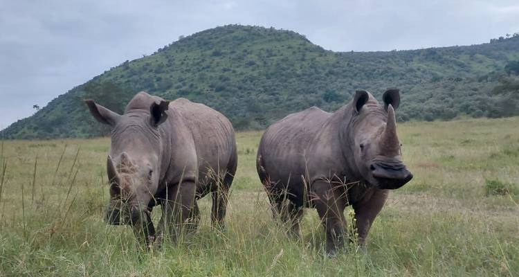 13 Day East Africa Year-Round Migration Safari- Midrange Camps & Lodges - Exciting Africa Holidays 4