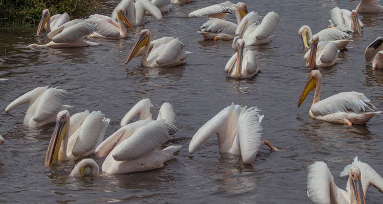 Flock of pelicans swimming in a lake.