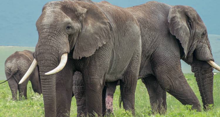 Manada de elefantes caminando en las praderas.