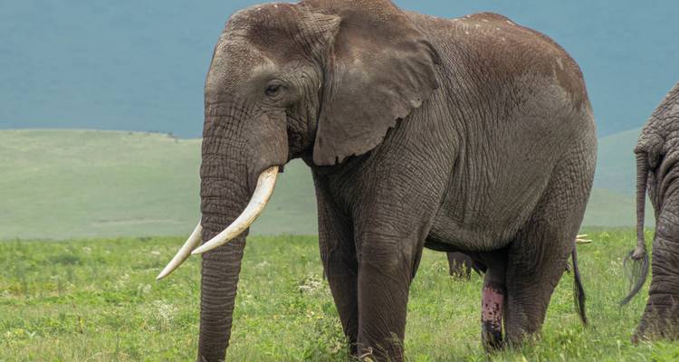 Elefante caminando en un campo.