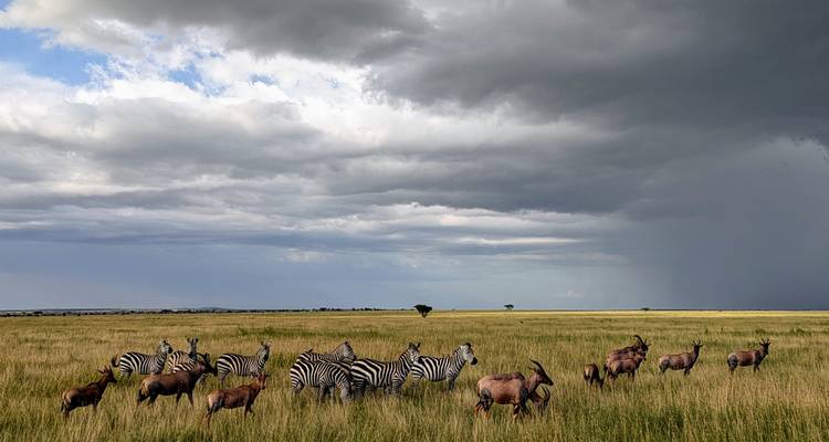 Safari combiné de 5 jours au Kenya et en Tanzanie - Afrishare Trekking And Safaris 1